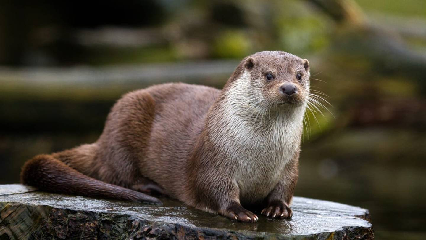 #RateaSpecies? Zoos Share Amazon-Style Reviews of Animals on Twitter