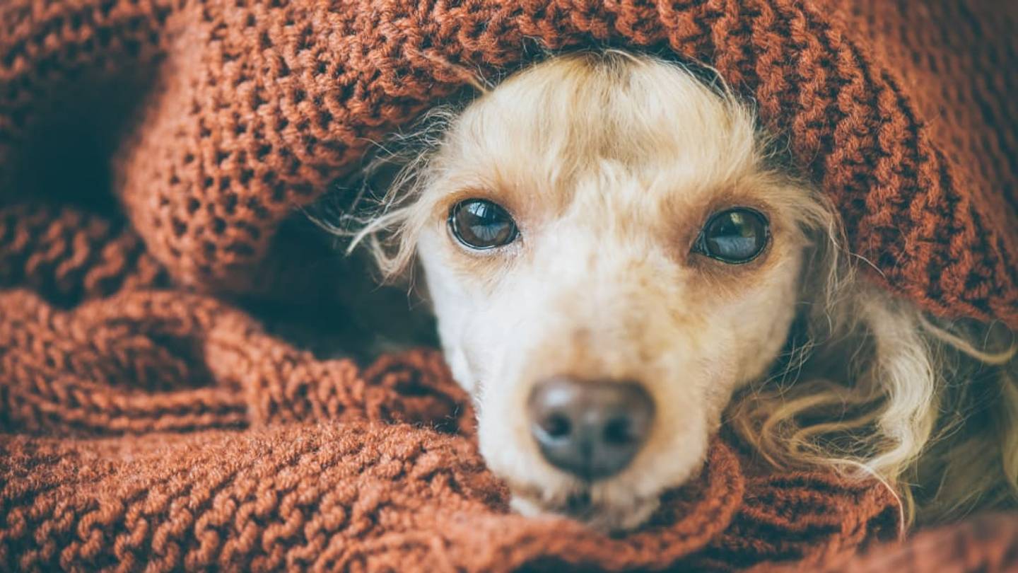 Yes, Dogs Can Get the Flu. Here's What You Should Know About It