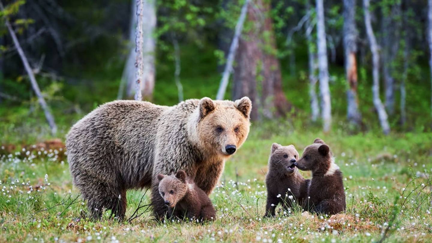 Grizzly Bears Once Lived in the White House