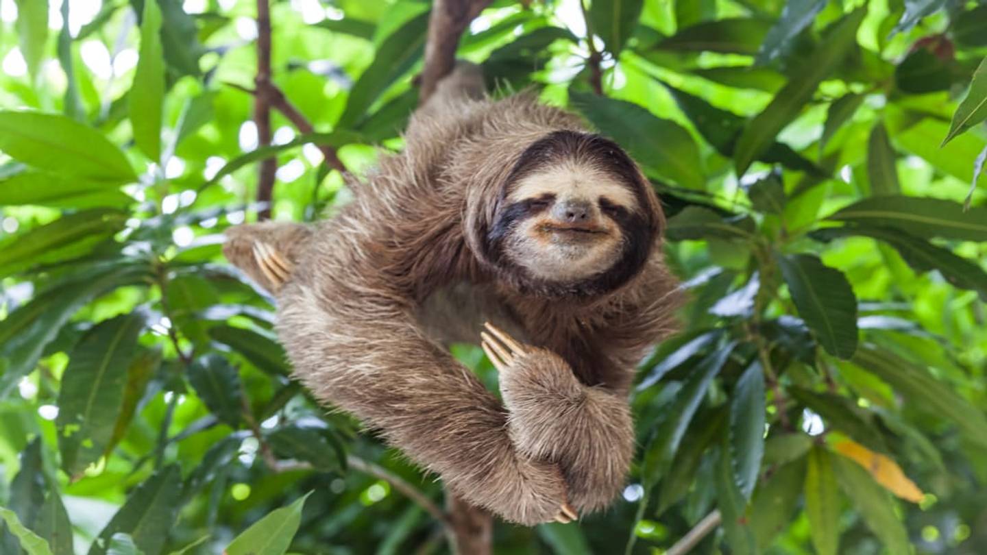 6 Myths About Animals, Debunked
