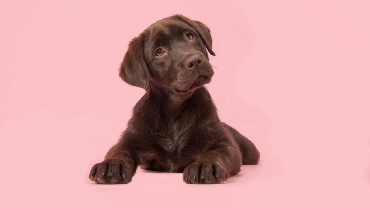 Why Is Chocolate Bad for Dogs?