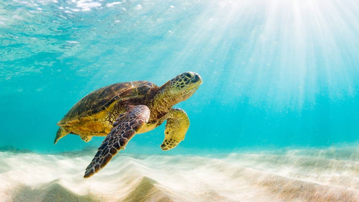 A Luxury Resort in the Maldives Needs an Intern to Look After Its Sea Turtles This Summer