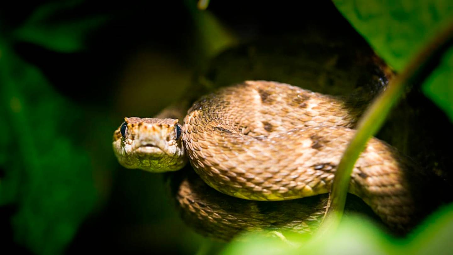 You're Not Allowed to Go to this Island Overrun with Snakes