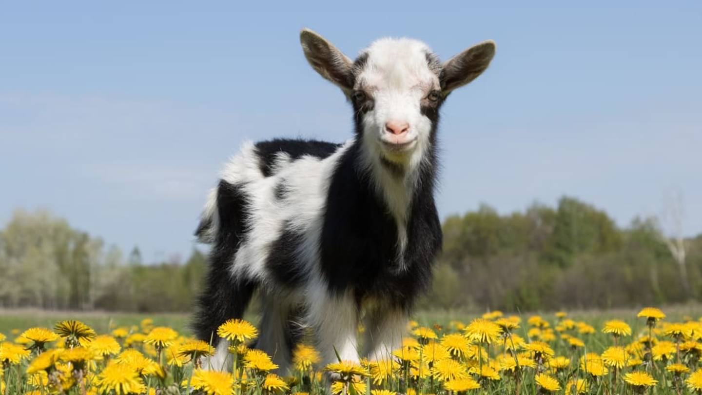Goats Like People Who Smile at Them