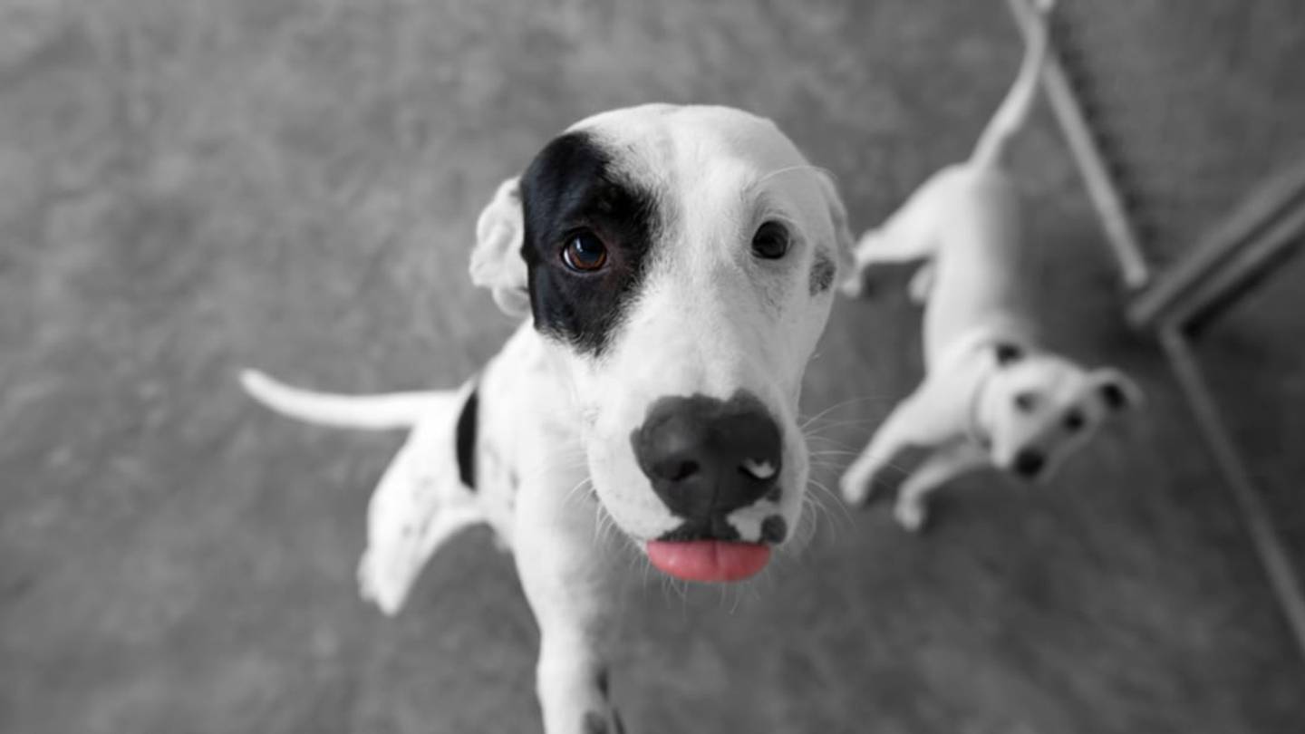 15 Reasons to Consider a Rescue Dog