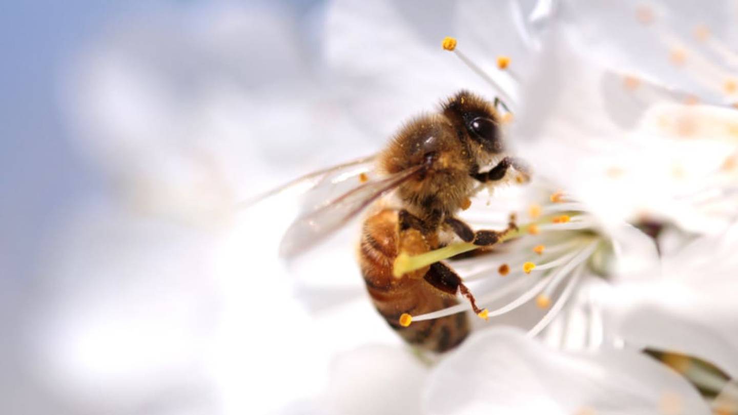 7 Easy Ways You Can Help Bees Right Now