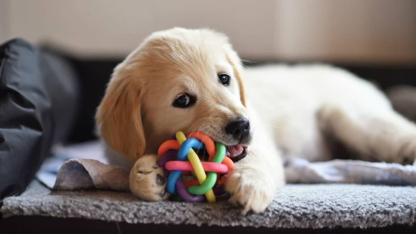The 'Pet First Aid' App From the Red Cross Prepares Pet Parents for Almost Any Situation