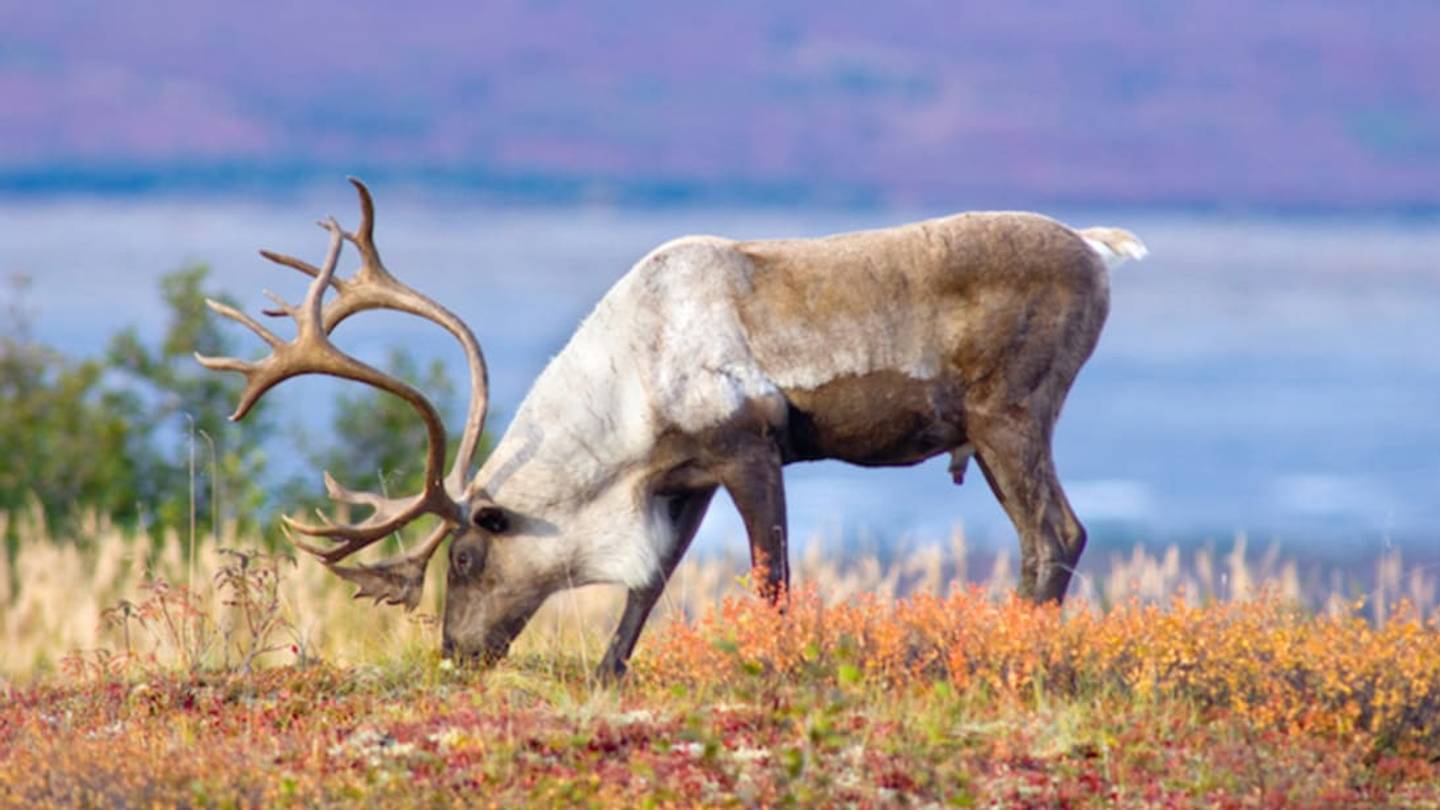 9 Epic Animal Migrations (and How to See Them)