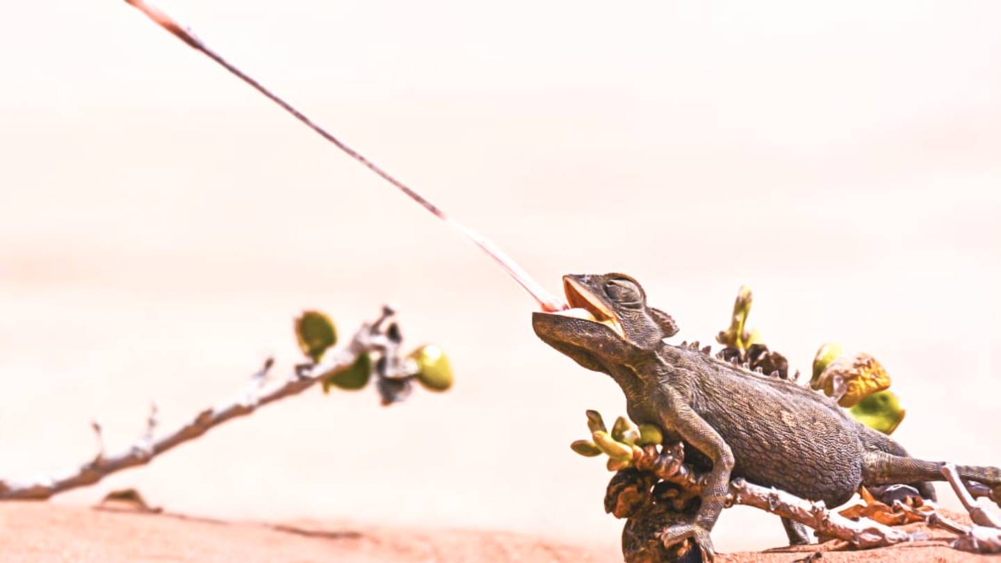 Slow Motion Is the Only Way to Appreciate a Chameleonâs Lightning-Fast Tongue