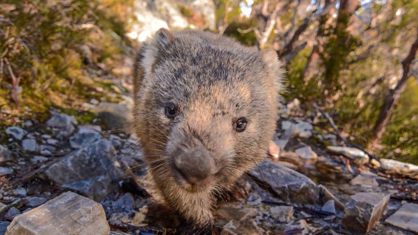 Australian Island Wants Visitors to Stop Taking Wombat Selfies