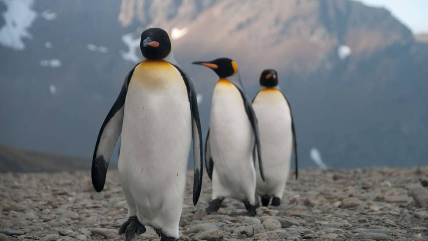 King Penguin Populations Could Shrink By 70 Percent in 80 Years, Thanks to Climate Change