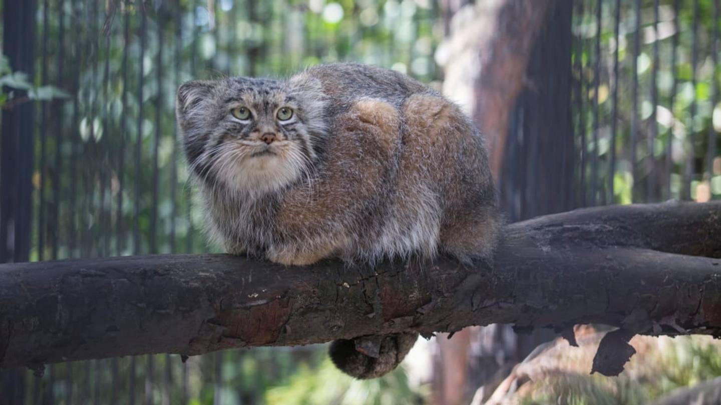 Brooklyn Zoo's New Pallasâs Cat Breeding Program Aims to Revitalize the Near-Threatened Species