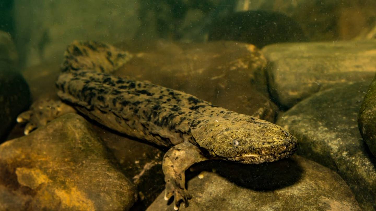 The Eastern Hellbender Salamander, a.k.a. "Snot Otter," Is Named the Official State Amphibian of Pennsylvania