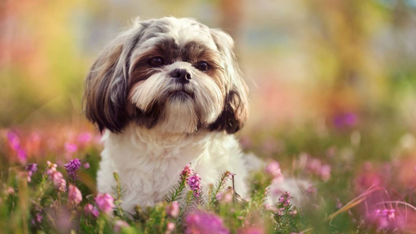 9 Fluffy Facts About the Shih Tzu