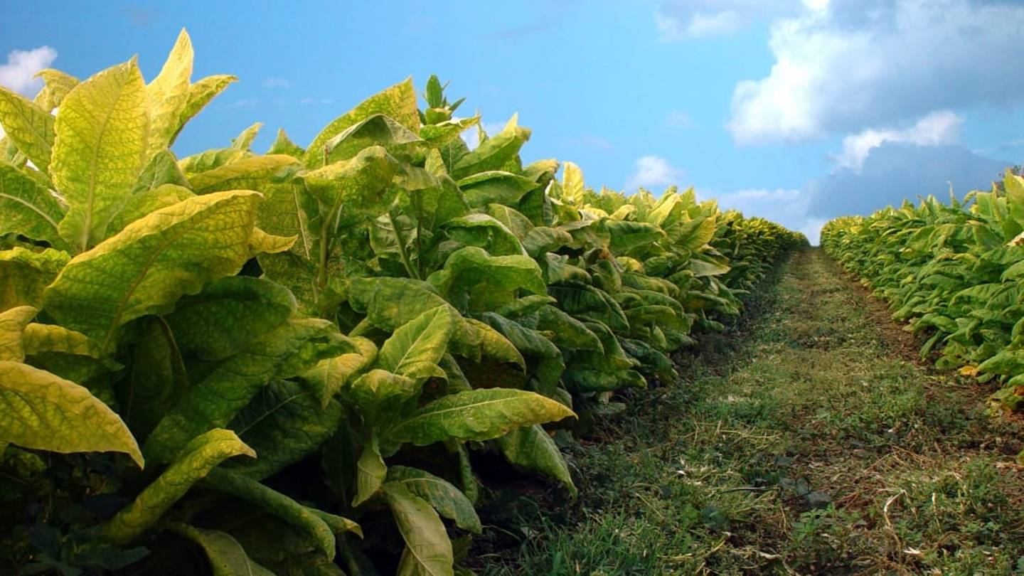 does tobacco help plants grow Has Tobacco Ever Been Cultivated as a Food Source?
