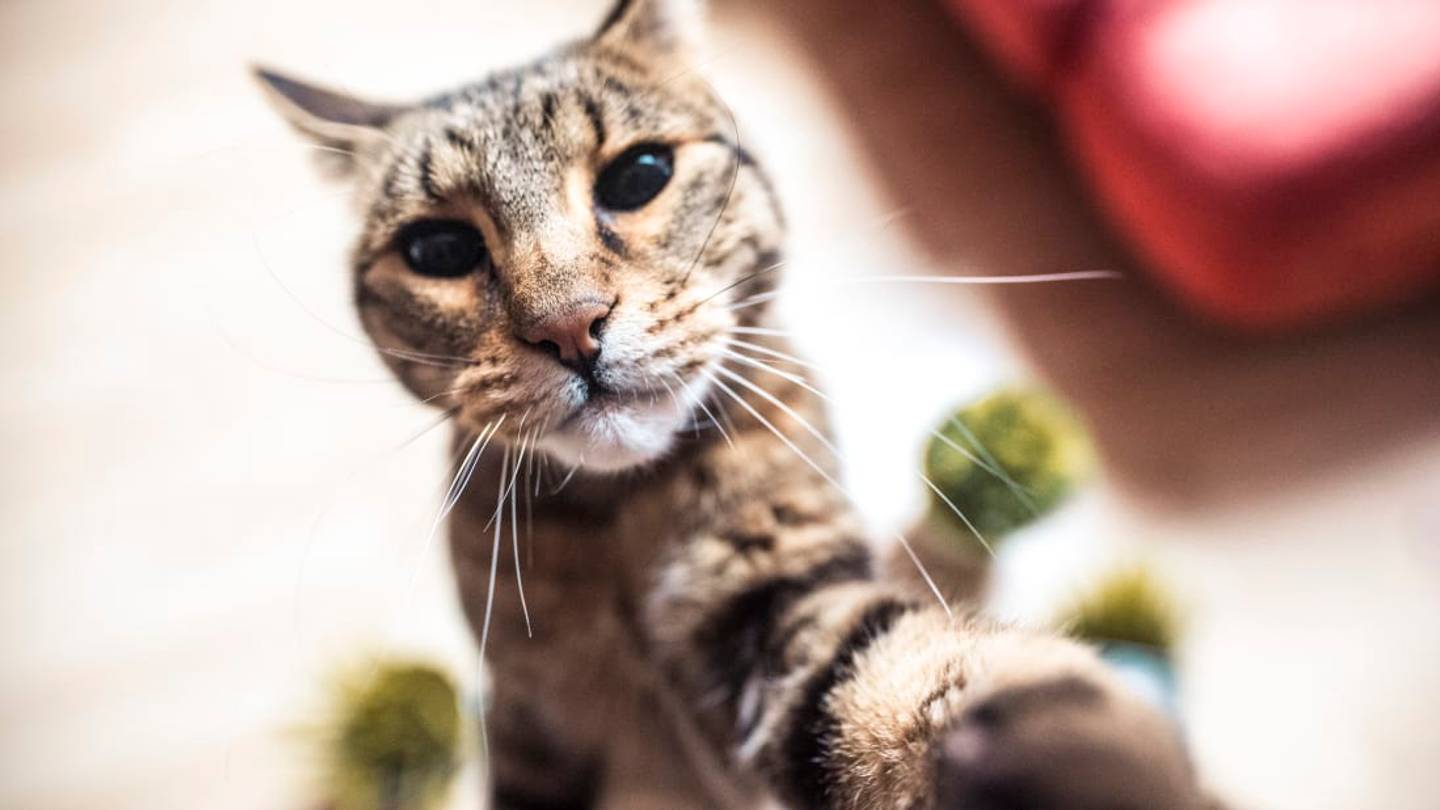 New York Could Soon Become the First State to Ban Declawing Cats