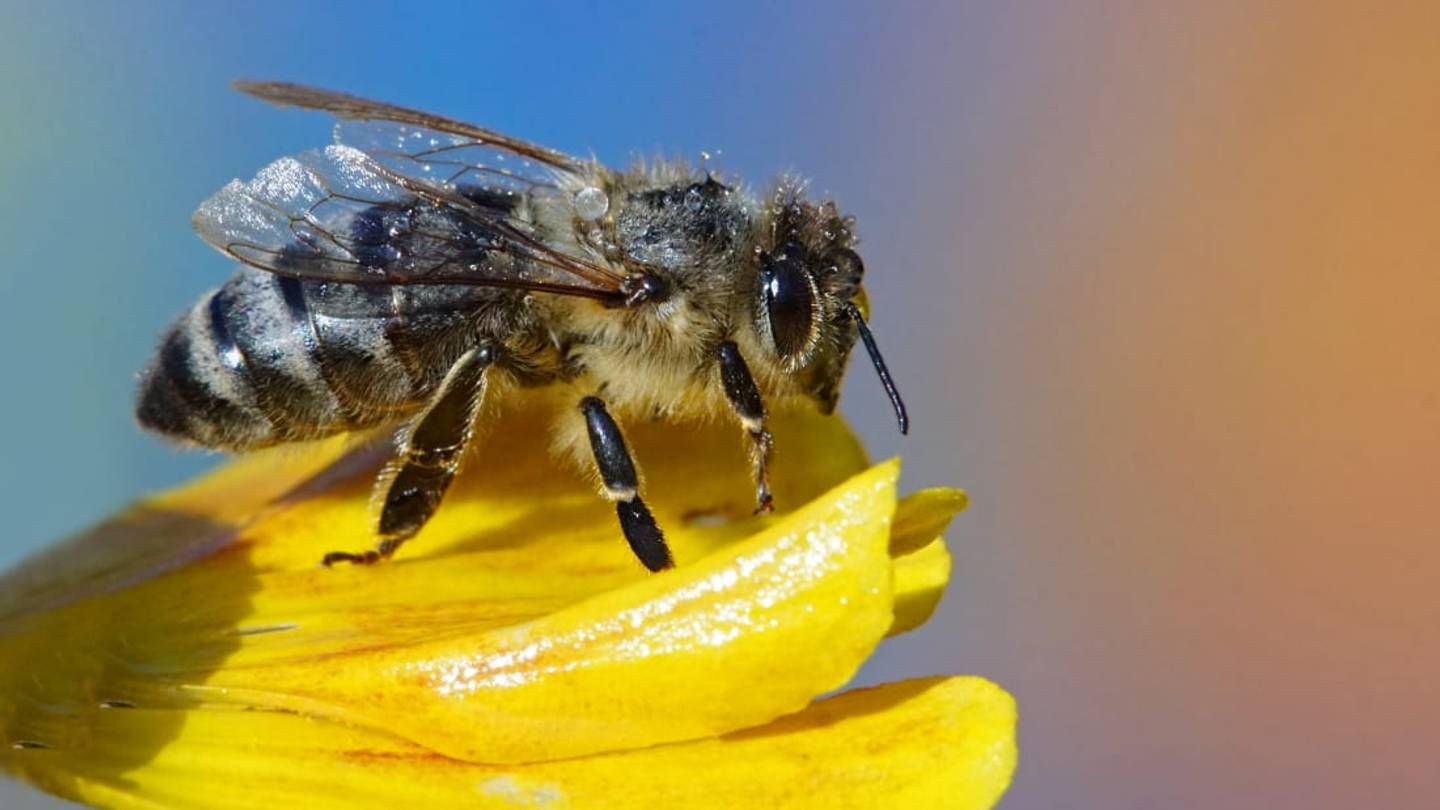 Designer Creates Artificial Flowers to Feed Hungry Bees in Big Cities