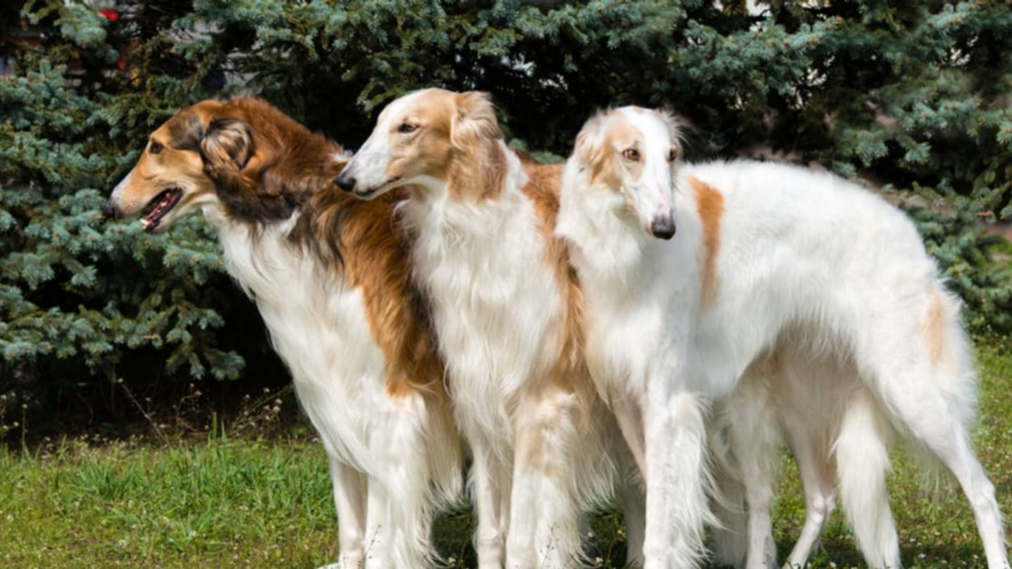10 Elegant Facts About the Borzoi