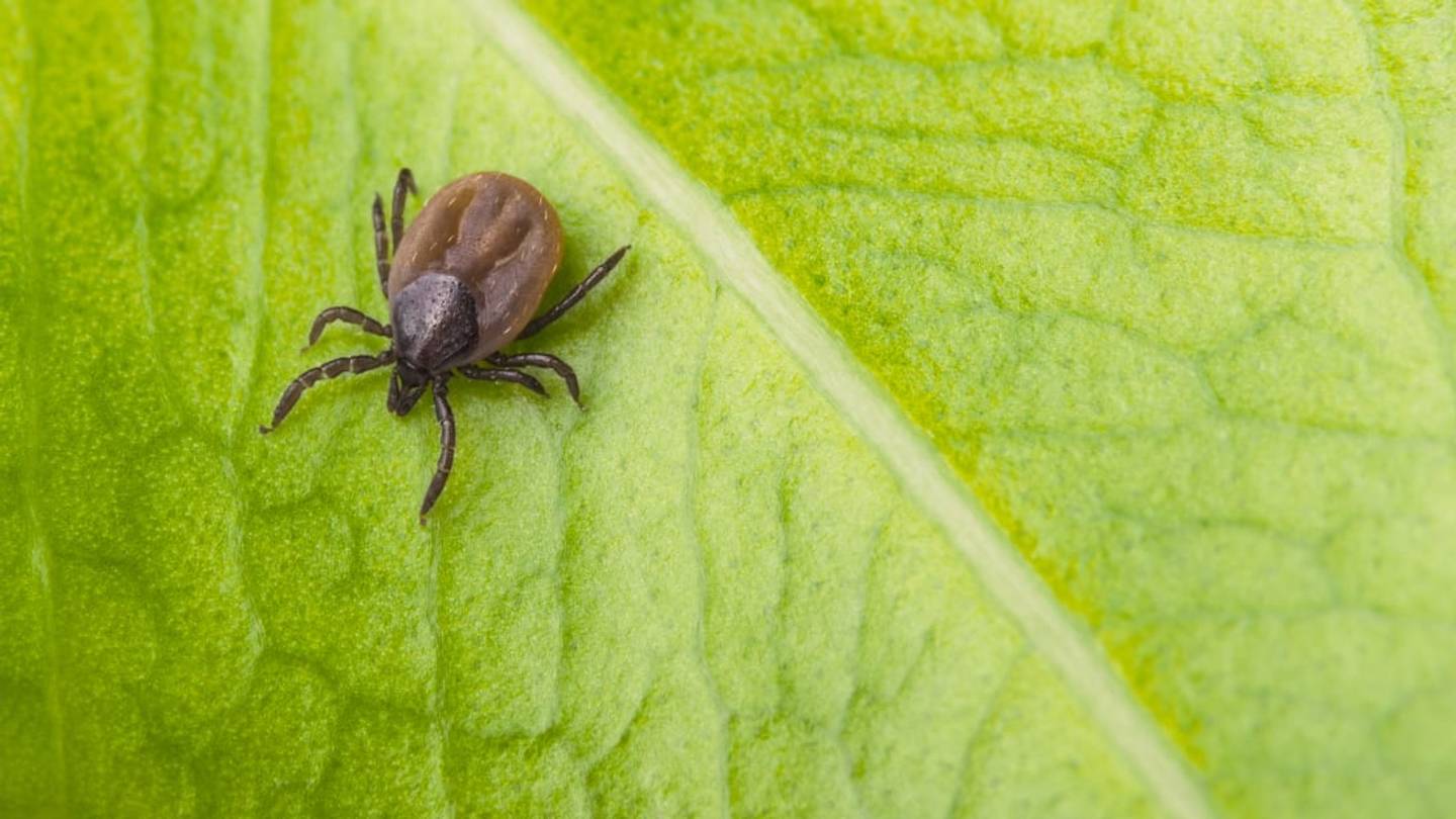 This Tick Collection in Georgia Contains Nearly Every Species Known to Science