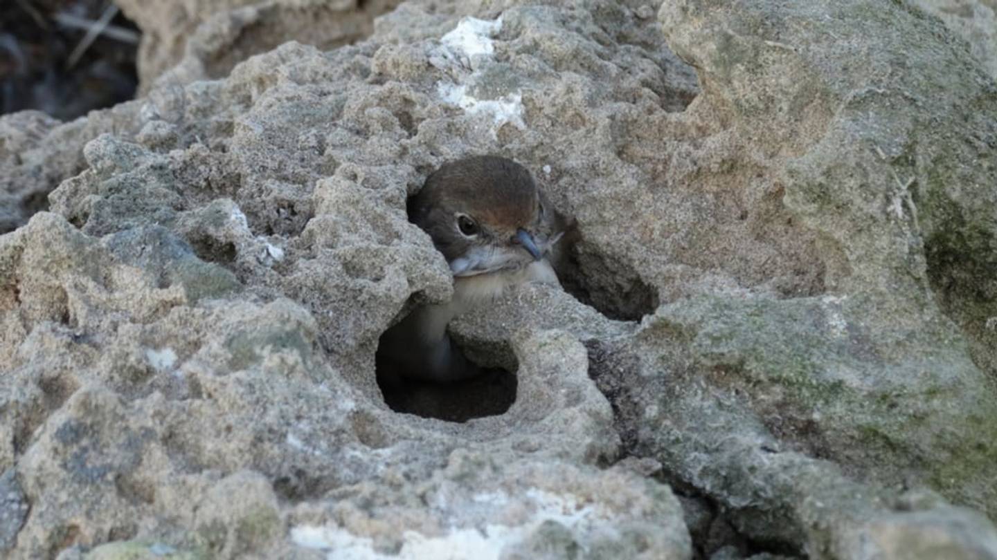 Meet the Bird that Imprisons its Prey