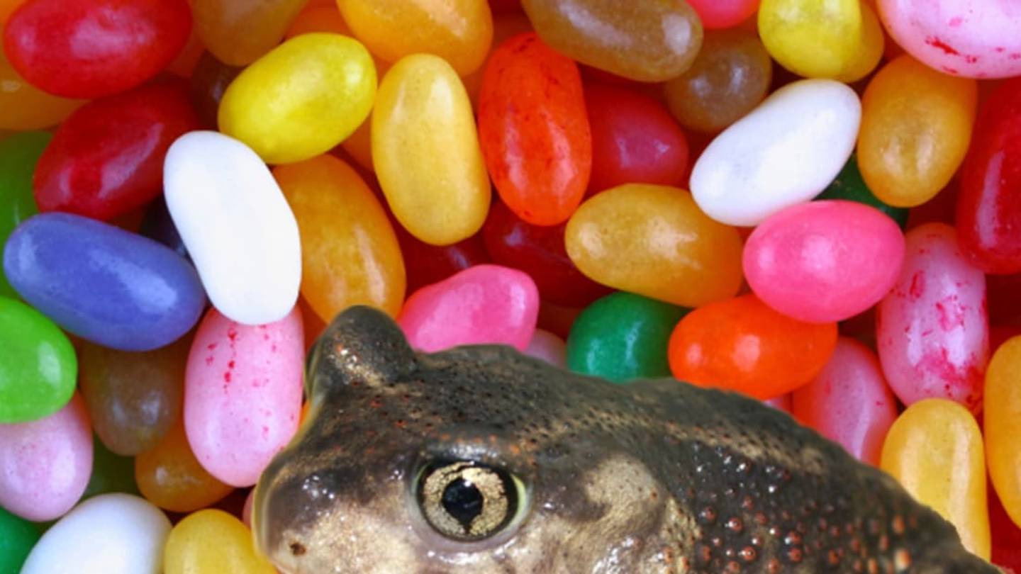 7 Animals That Smell Like Jelly Beans (Because It's National Jelly Bean Day)