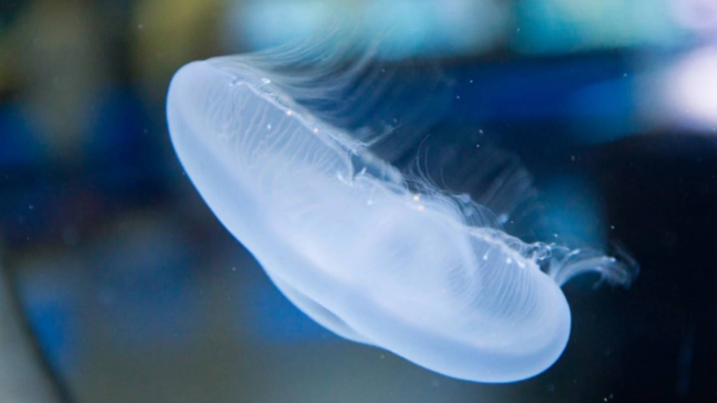 After Losing a Limb, Jellyfish Reorganize Their Bodies for Symmetry