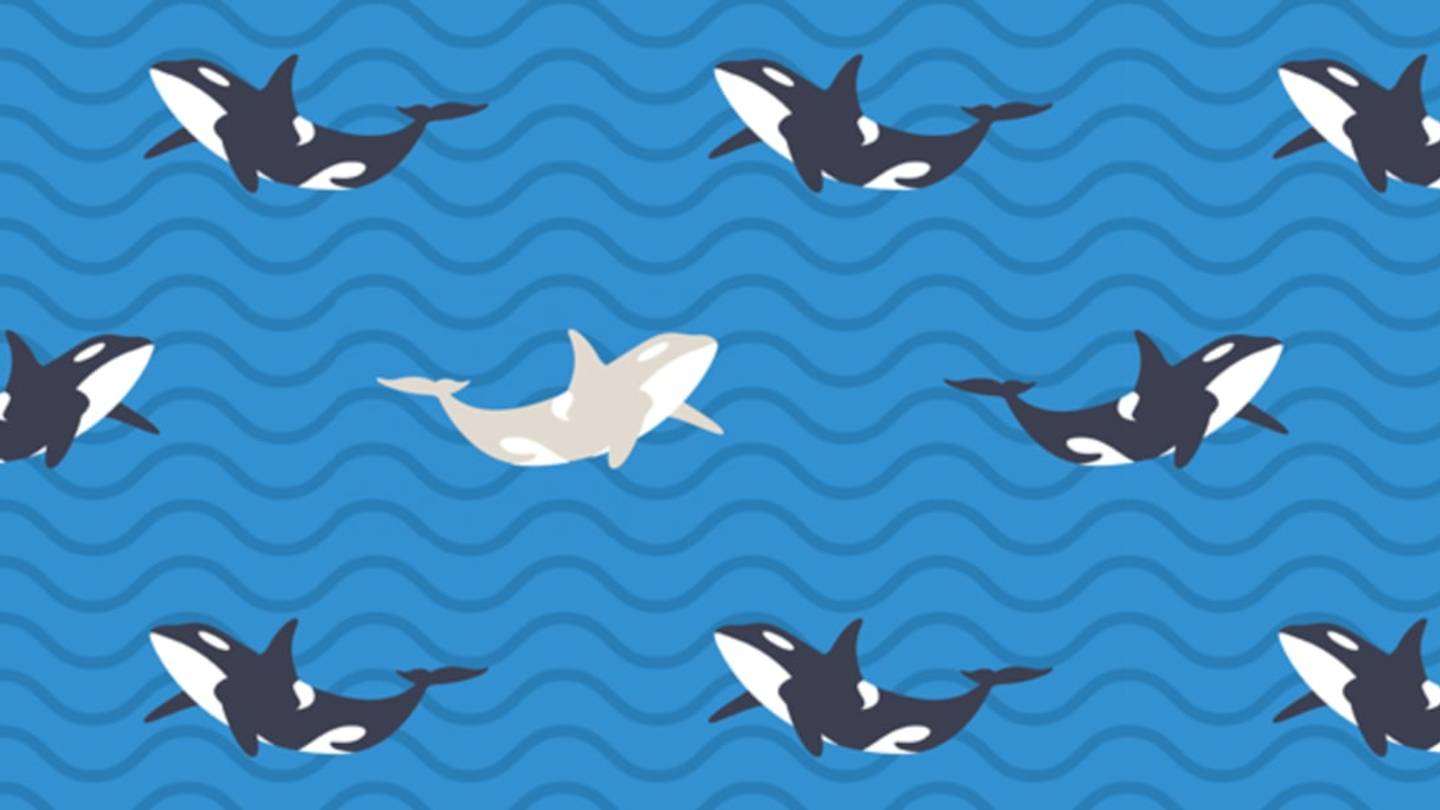 Scientists Worry as White Orca Sightings Become More Common