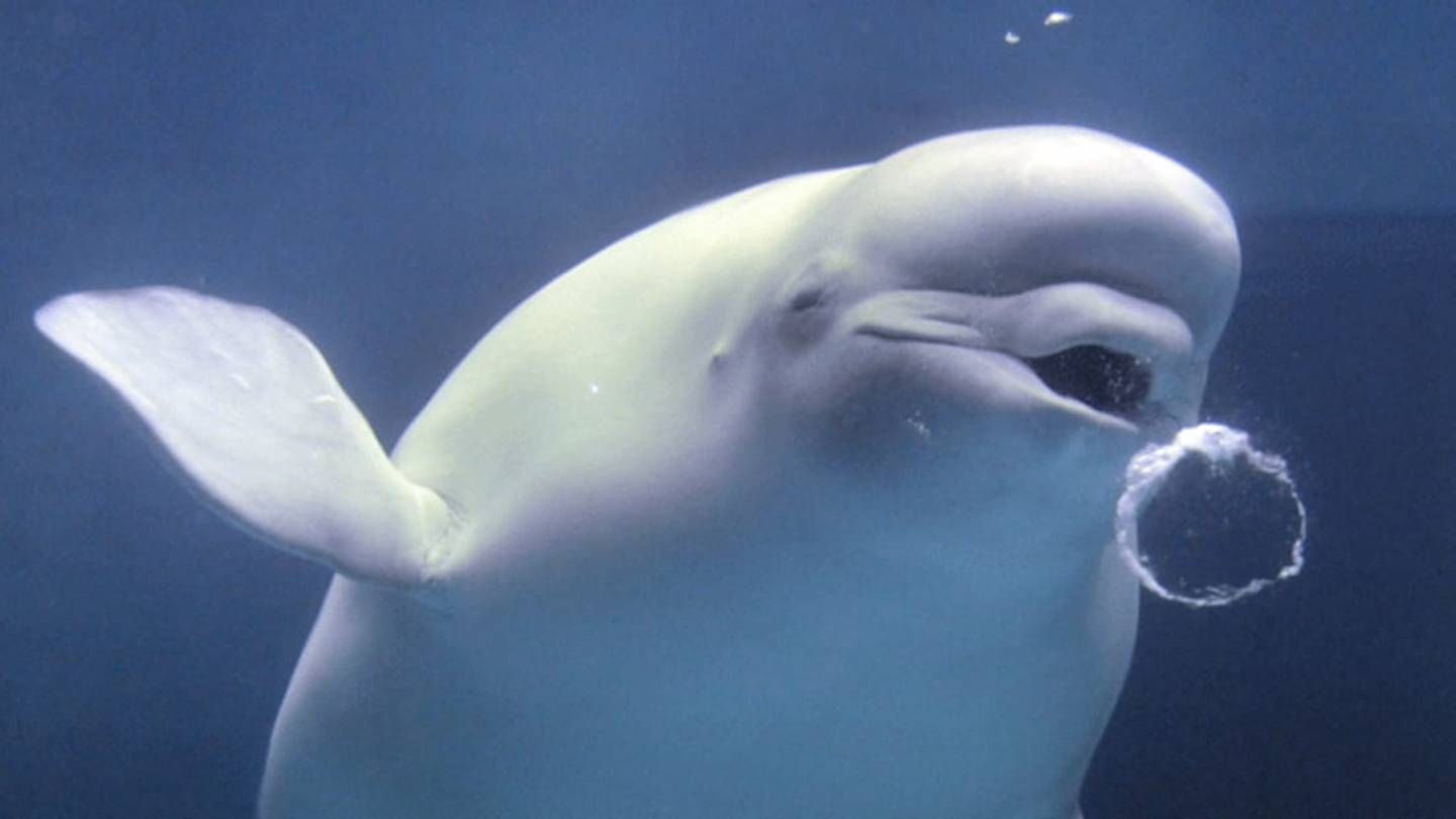 Beluga Whales Use Bubbles to Communicate