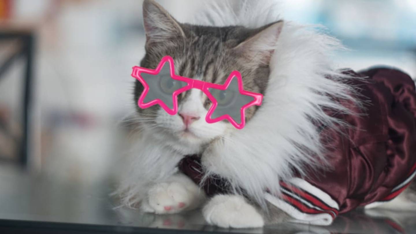 10 Cats Who Were Famous Before the Internet