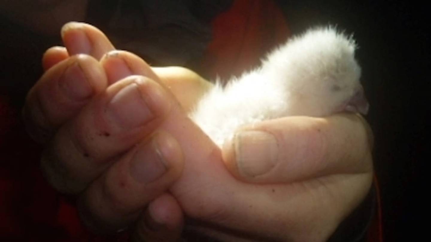 World's Rarest Parrot Born in New Zealand