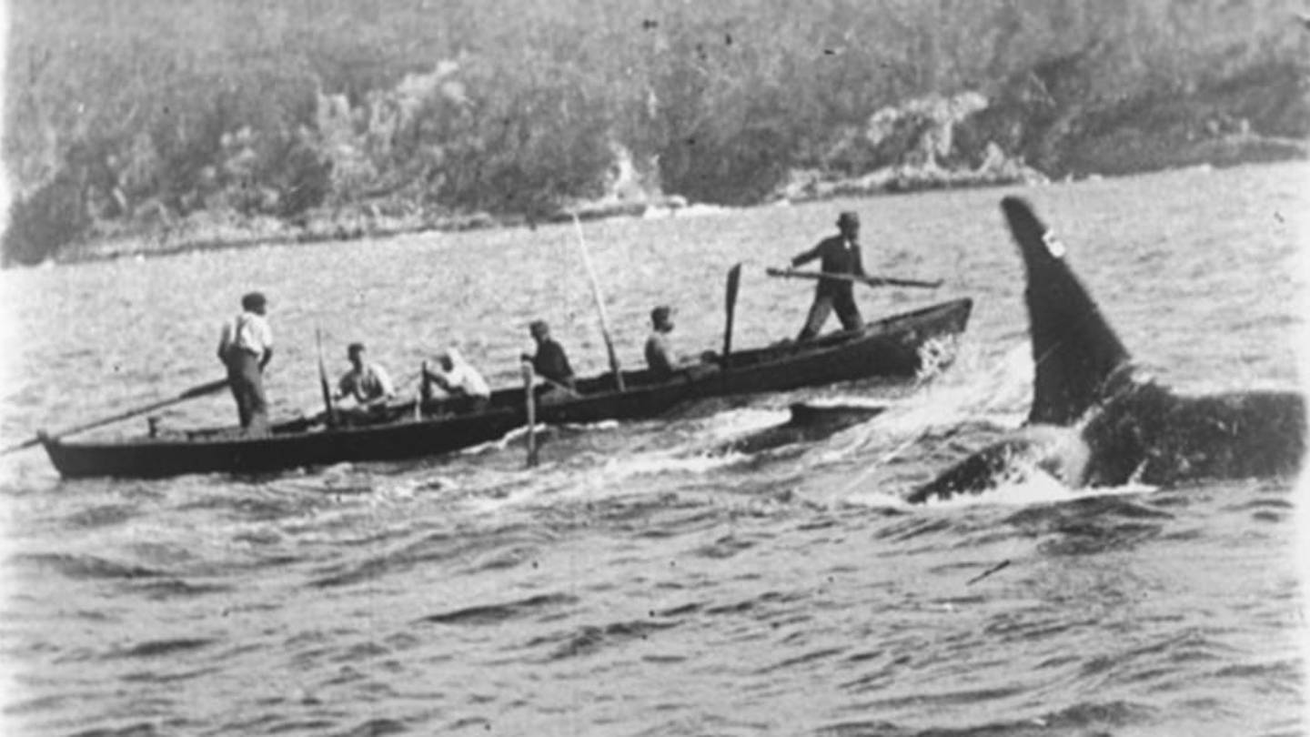 When Orcas Helped Hunters Kill Other Whales