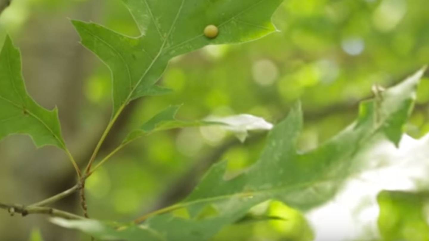 Alfred Kinsey's Massive Gall Wasp Collection