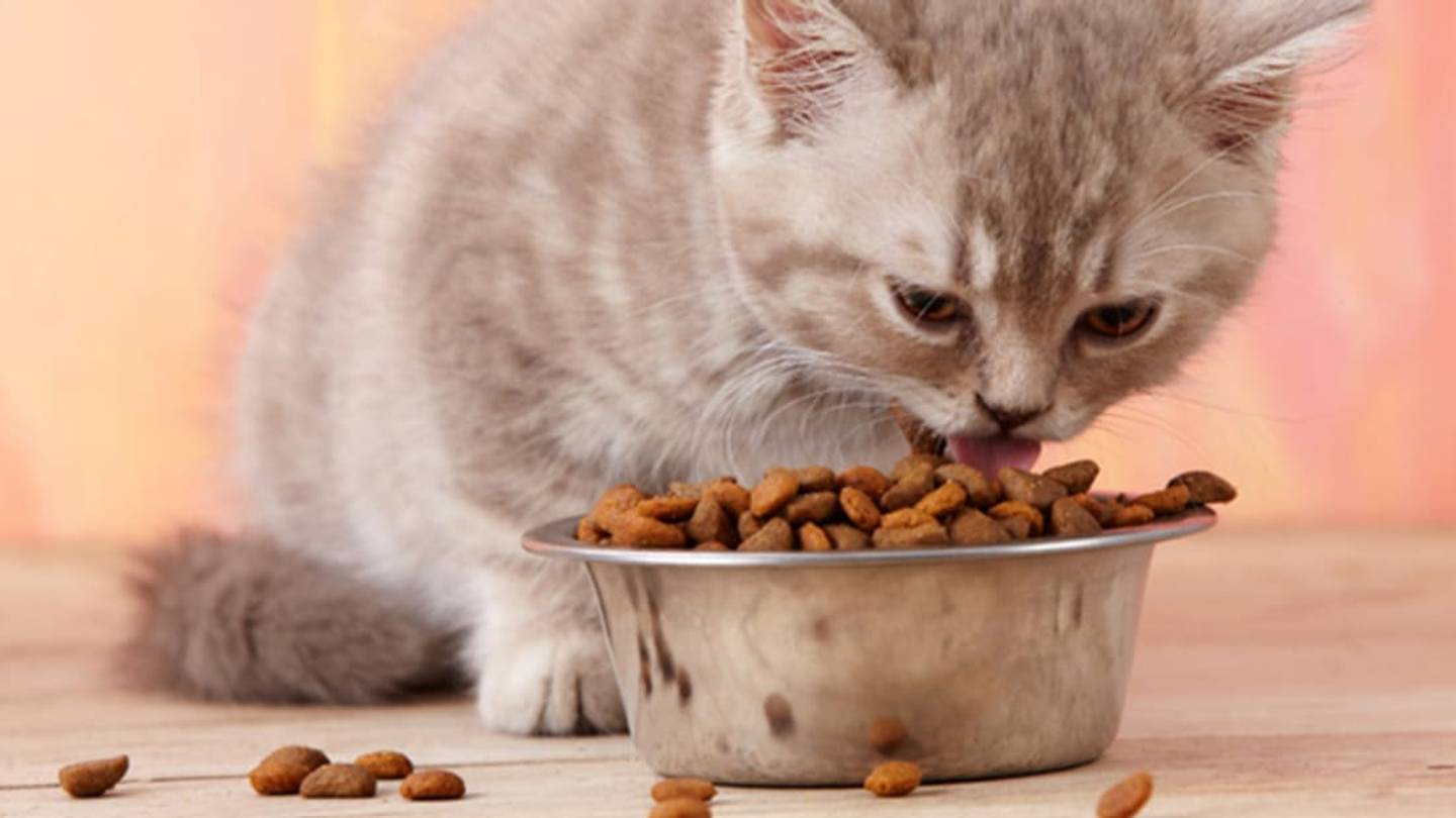 Why Is Your Cat Such a Picky Eater? Blame Bitter Taste Receptors