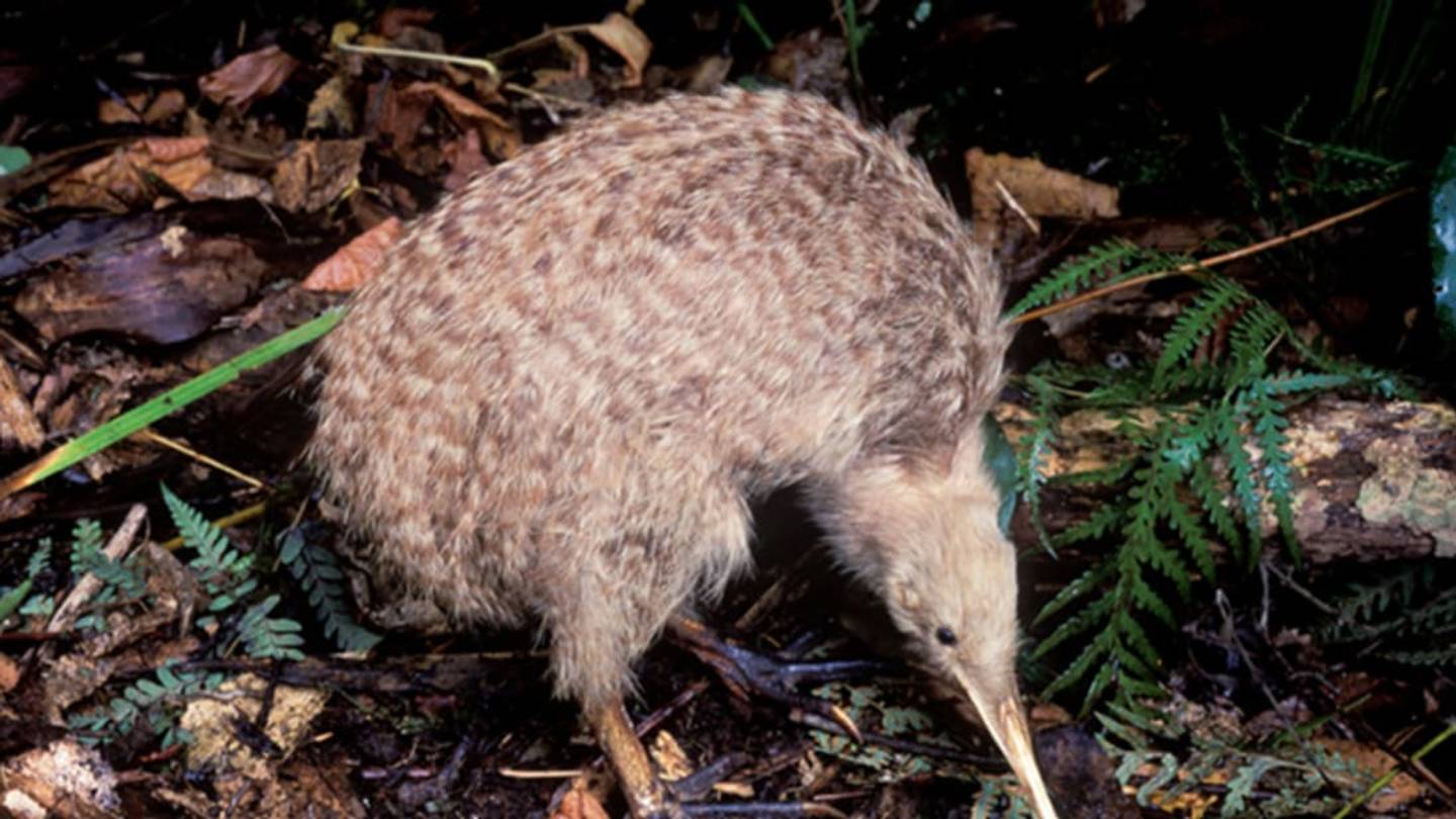11 Flightless Facts About Kiwis