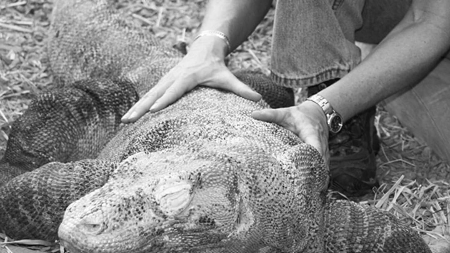 How to Massage aÂ Komodo Dragon