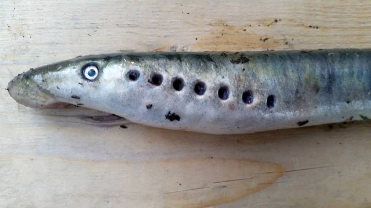 The Time Bloodsucking Fish Rained From the Sky in Alaska