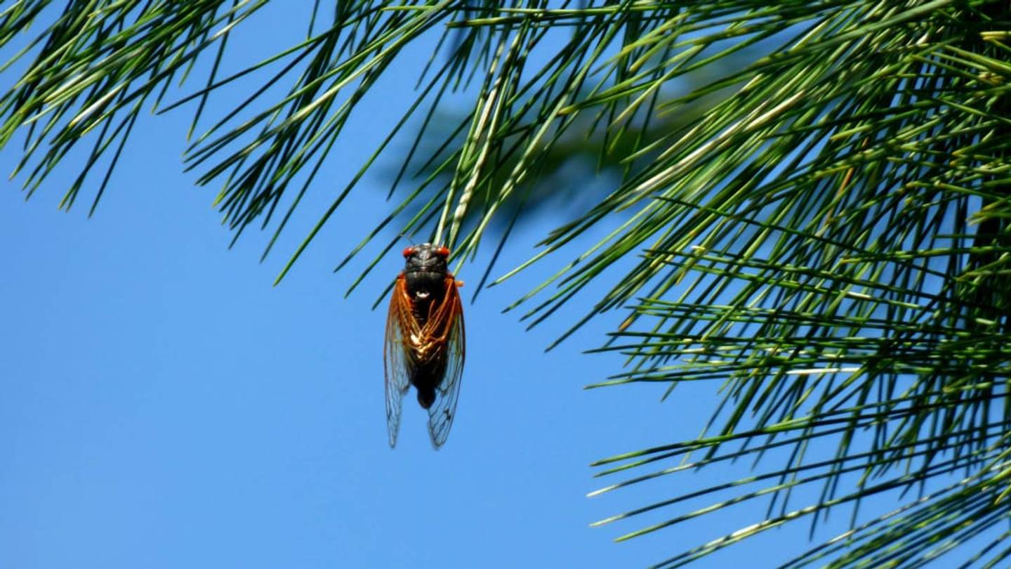 Billions of Brood X Cicadas Are Ready to Emerge After 17 Years Underground