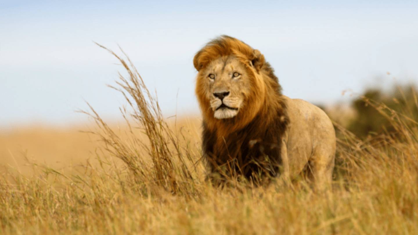 Are Lions ActuallyÂ Brave?