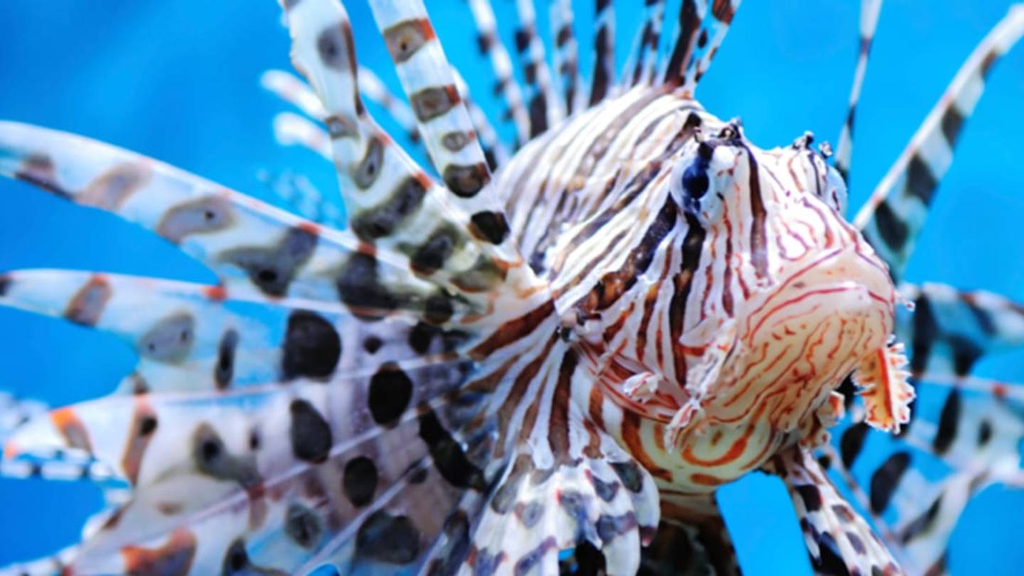 Lionfish Continue Their Invasion of the East Coast's Warm Waters