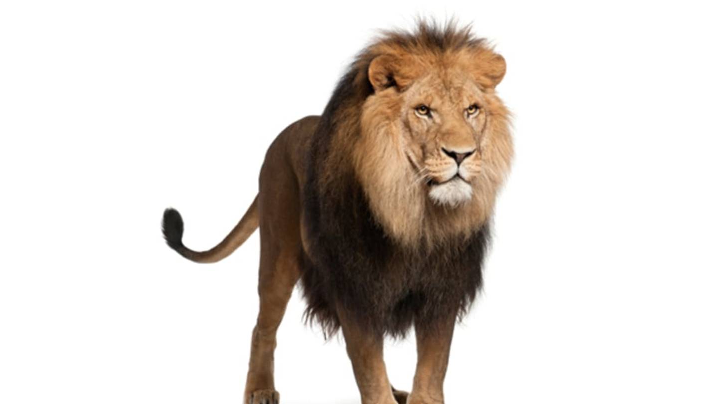 Conservationists Found a Hidden Population of 200 Lions in Ethiopia
