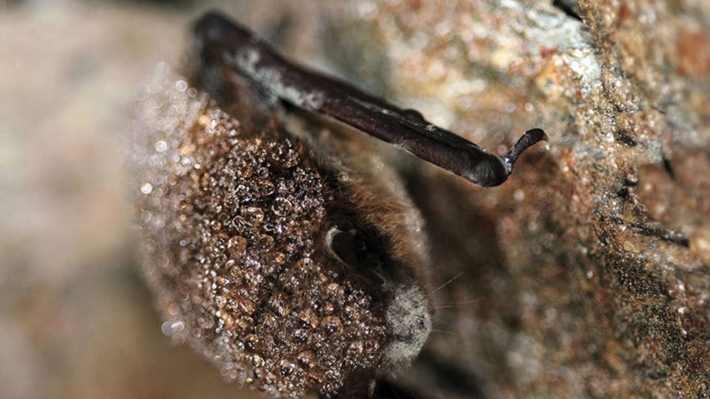 A Potential New Treatment for Bats with White-Nose Syndrome