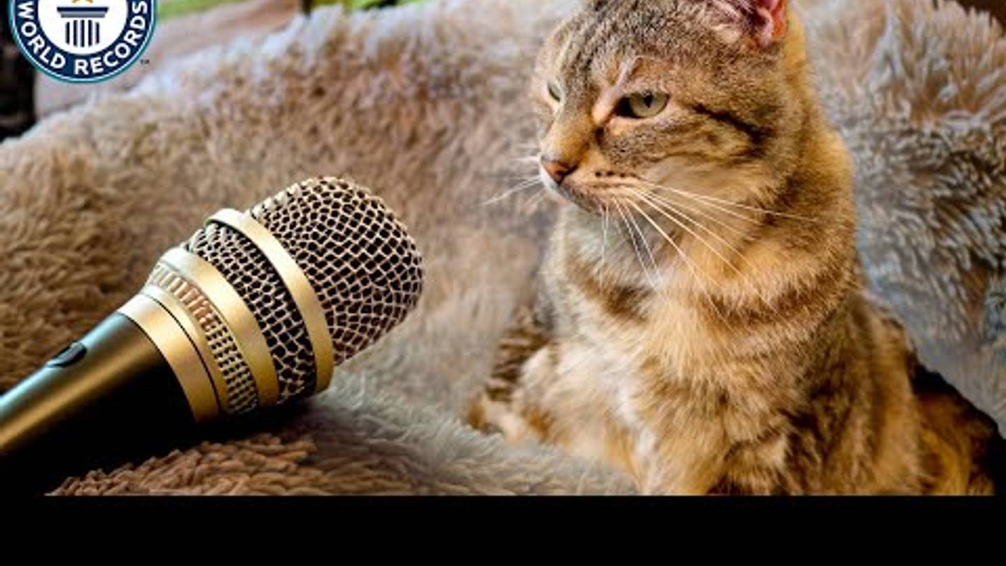 British House Cat Sets Record for Worldâs Loudest Purr