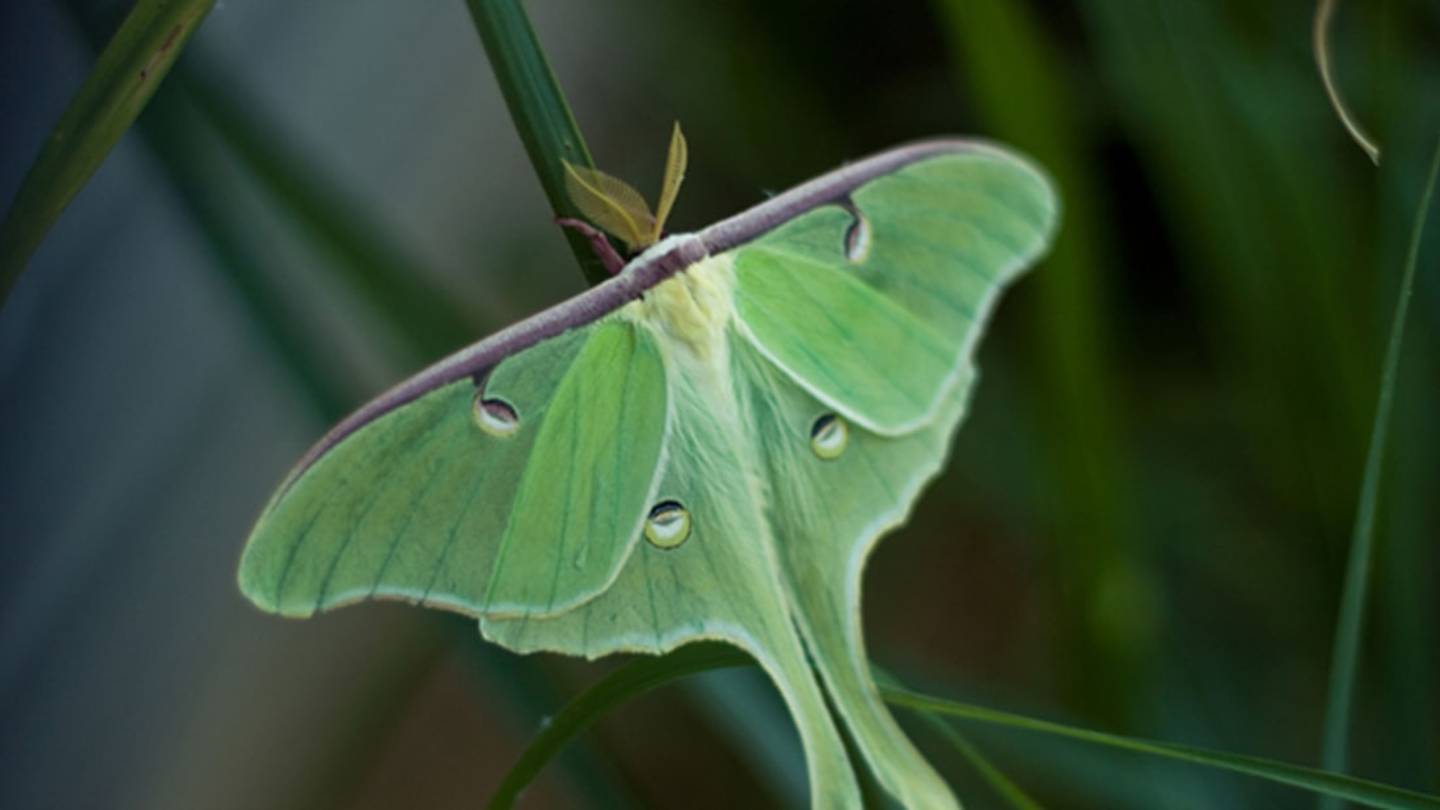 Moths Use Their Long Tails to Confuse Bat Sonar