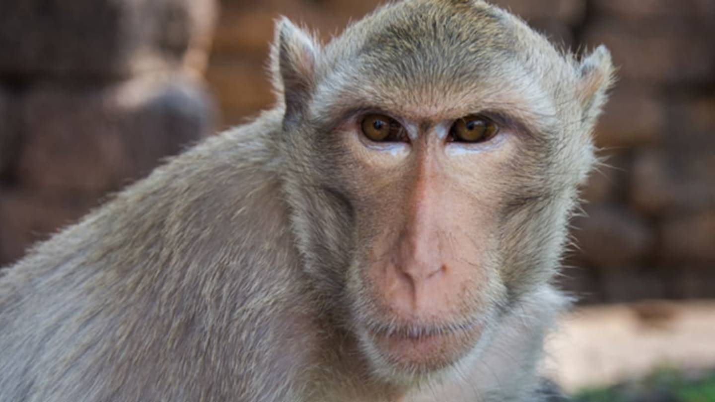 Macaques Make Friends More Selectively as They Age, Study Finds