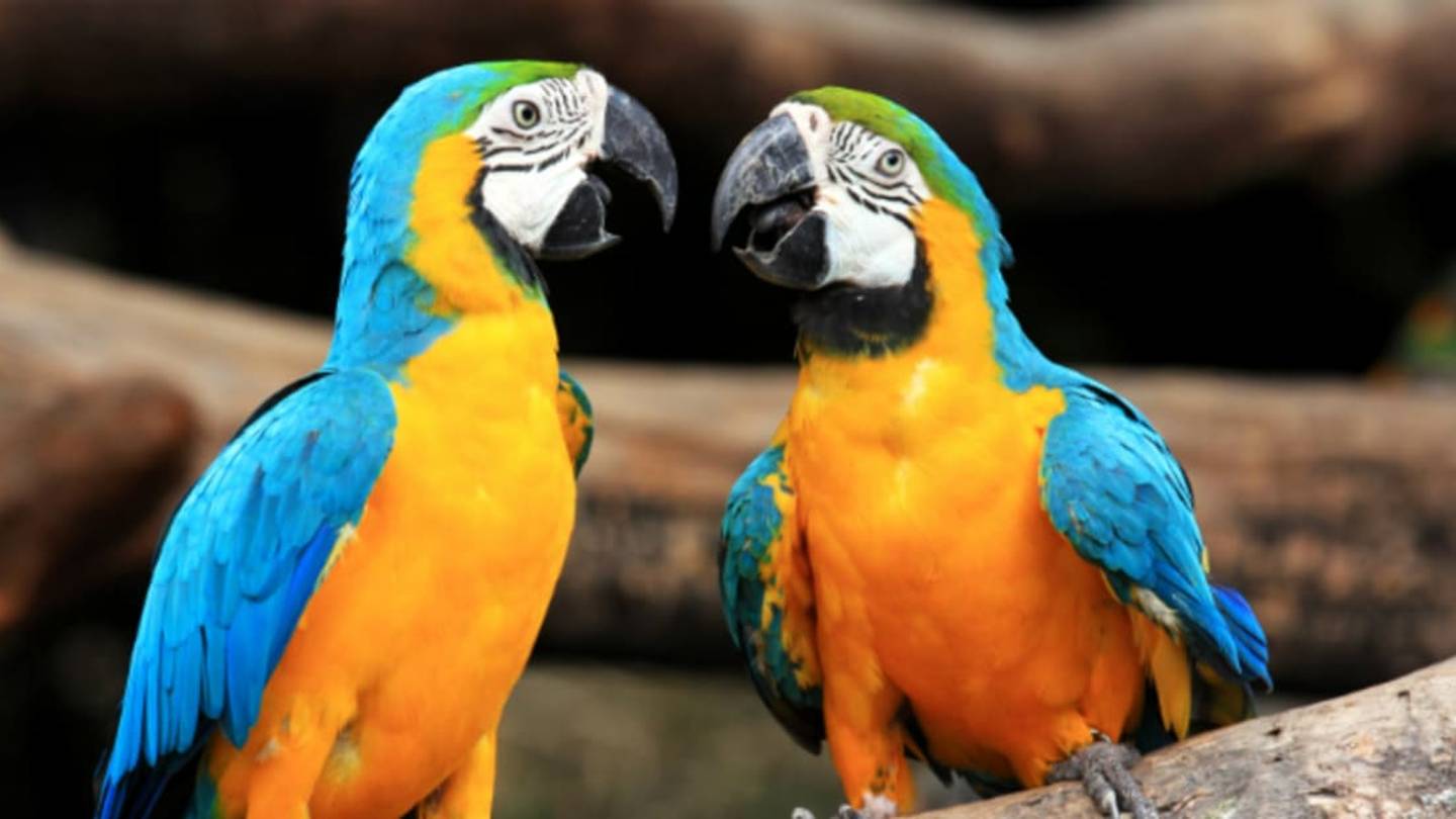 How Do Parrots Mimic?