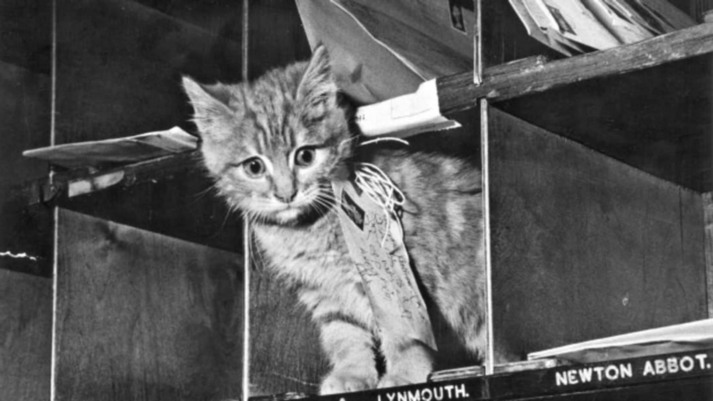 The Time Cats Delivered the Mail in Belgium