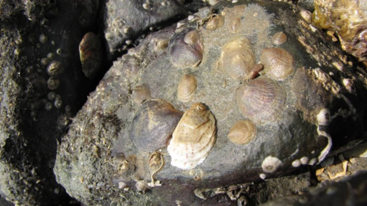 This Snail's Sex Change Is Triggered by Touch