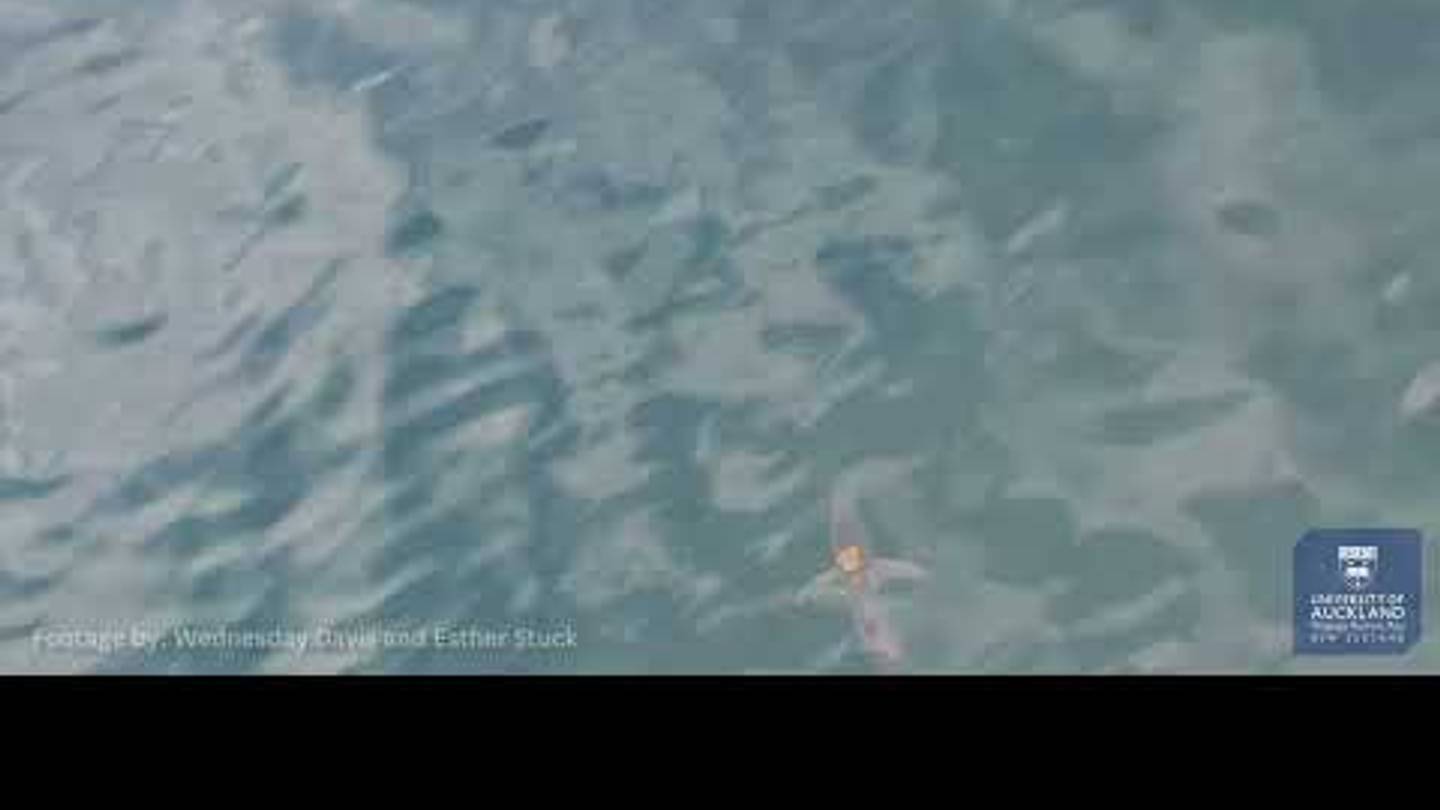 Brave Octopus Filmed Hitchhiking on a 10-Foot Shark