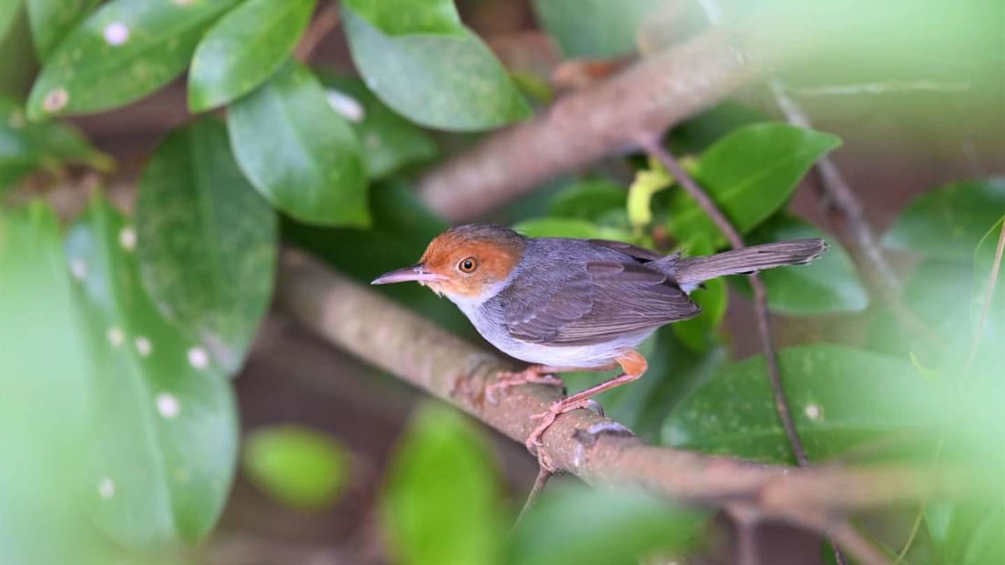 Watch as the Amazing Tailorbird âSewsâ Its Nest Together