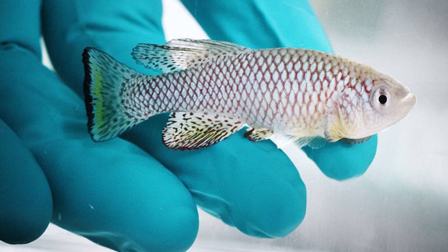 The Poop of Young Fish Can Help Older Ones Live Longer